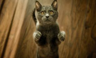 Дрессировка кошек: можно ли научить их простым командам