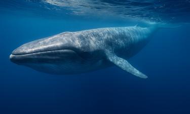 Тасманский дьявол отпугивает врагов гнилым дыханием — Science&Vie