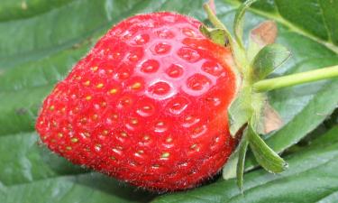 Для выращивания клубники в горшках подходят ремонтантные сорта и рыхлая почва