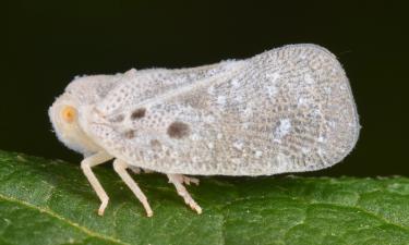 В Крыму впервые выявлена цикадка как новый вредитель — Александр Губин