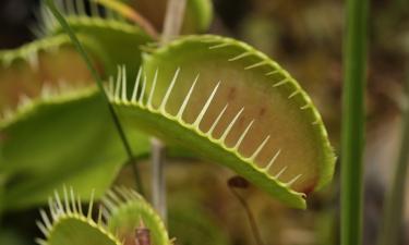 Мухоловка ускорила рост при правильном освещении