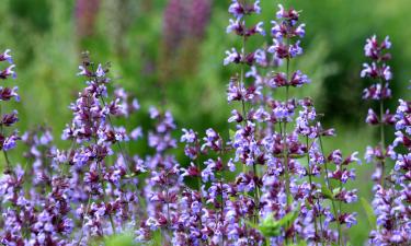 Шалфей продолжает расти зимой благодаря морозостойкости — Gardening Know How