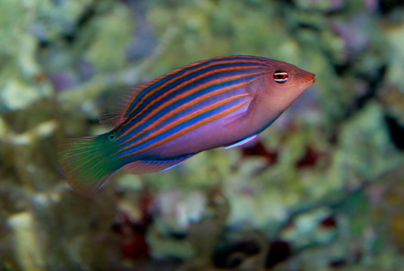 Рыба-пижама