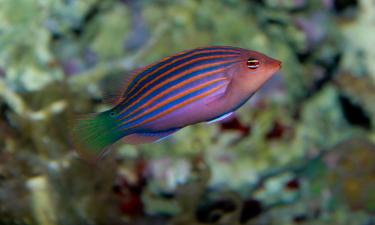 Самец рыбы пижамы голодает до 10 дней ради потомства — Приморский океанариум