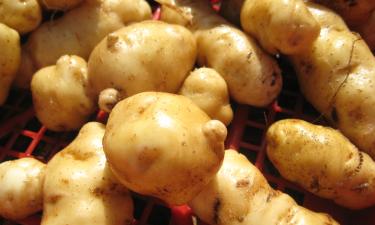 Бонита Гибсон празднует 114 лет: картошка как ключ к её здоровью