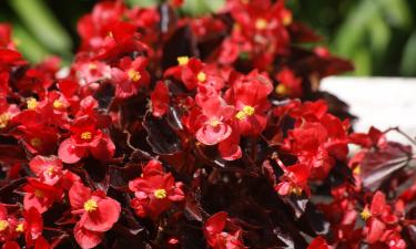 Герань сформировала непрерывное цветение в квартире — Ciceksel