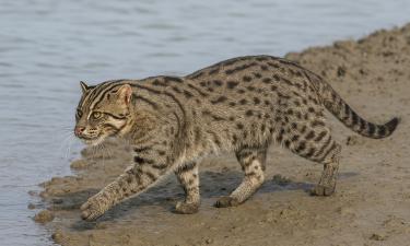 Вот почему леопардовые кошки не стали домашними питомцами — Science
