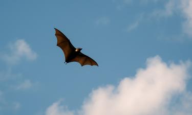 Учёные Сиднейского университета выявили роль коинфекций в появлении новых штаммов