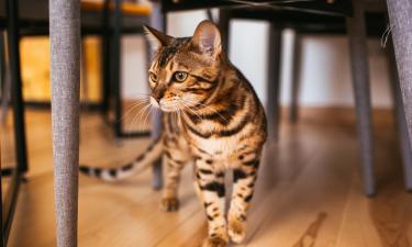 Дом без шерсти и аллергии: эти породы котов выбирают самые чистоплотные хозяева