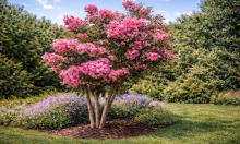 Пурпурные облака, алые чаши и гигантские цветы: многолетники, которые преображают сад