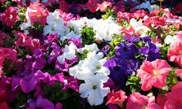 Рецепт подкормки петунии с борной кислотой: продлеваем цветение до холодов