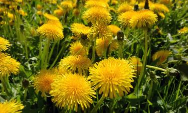 Раннее цветение одуванчика поддерживает опылителей — канал "Сделай сам"