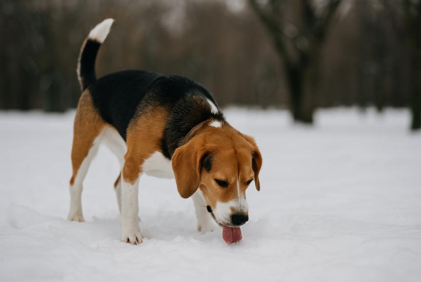 Собака зимой