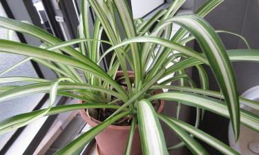 Хлорофитум хохлатый подходит для подвесных кашпо и тёмных комнат