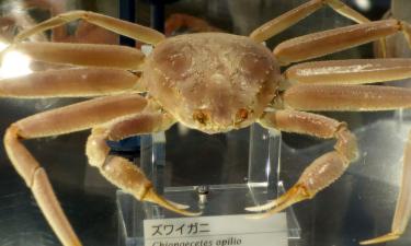 Новые данные о крабе-стригуне опилио: как исследования изменят промысел в Баренцевом море