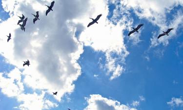 Белок в глазах птиц улавливает магнитное поле Земли — биологи