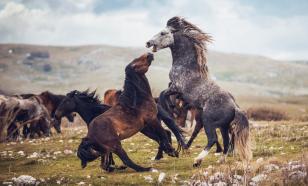 Учёные доказали, что лошади чувствуют страх человека и установили механизм этого восприятия