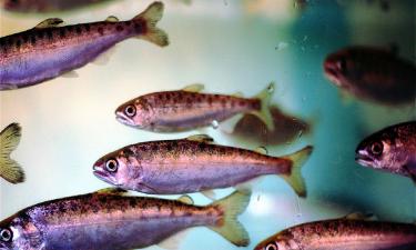 Карелия ожидает открытия нового селекционно-племенного центра по разведению рыбы