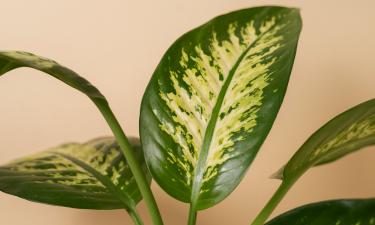 Сок диффенбахии может спровоцировать отёк рта и горла