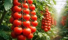 Помидорный гороскоп на 2026 год: когда сеять томаты, чтобы получить урожай мечты