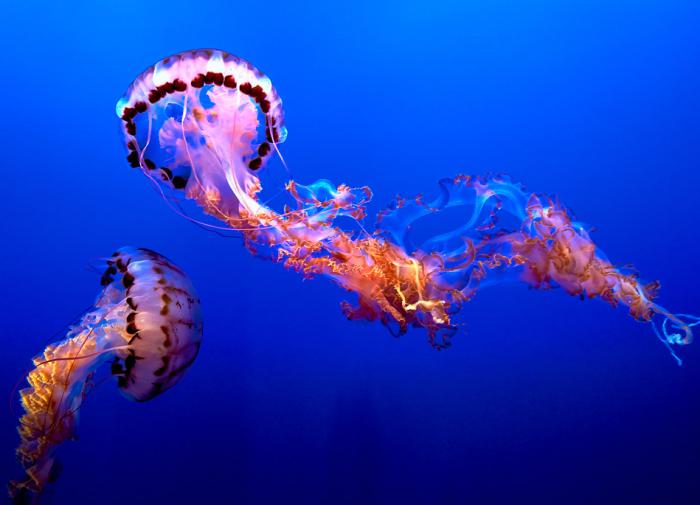 Current Biology: медузы, у которых нет мозга, способны учиться на прошлом опыте