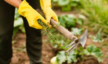 Сорняки больше не проблема: как электрические устройства могут сменить гербициды