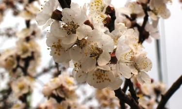 Абрикос цветет, но не плодоносит: заморозки губят 90% завязей  — садоводы