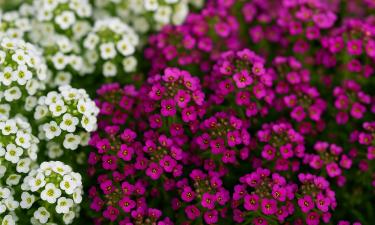 Клумба мечты своими руками: какие цветы посадить в марте, чтобы завидовали все вокруг