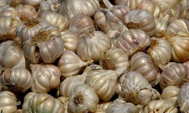 Чеснок, который не болеет и хранится всю зиму: вот как вывести его прямо на грядке