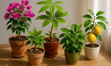 Цветы, которые притягивают деньги: 5 зелёных талисманов для богатства и счастья