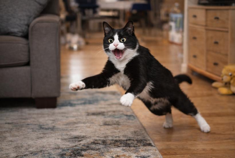 Прыгающий кот в гостинной