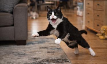 В Техасе у кота после операции зафиксировали возбуждение вместо сонливости