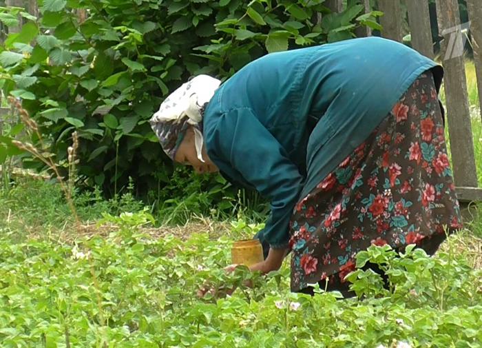 Как пожилым людям подготовиться к работе в огороде Как пожилым людям подготовиться к работе в огороде