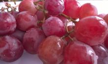 Спасаем черенки винограда: укоренение зимой, шаг за шагом