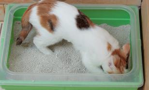 Можно ли дрессировать кошку: удивительные факты