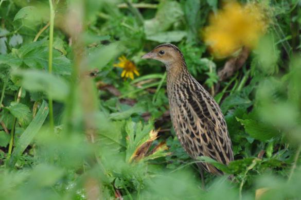 В горах Сочи изучат уникальный мир птиц