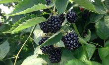 Ежевика — не любит бороды: кусты обидятся и оставят вас без сладкого