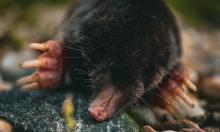 Праздничный мусор превращается в оружие: один аромат выводит кротов из сада быстрее ловушек