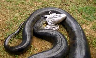 В Казани появилась Анаконда