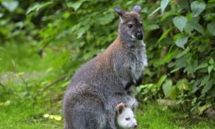 Удивительные факты про кенгуру