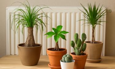 Они не боятся ни батарей, ни засухи: 5 растений, которые переживут зиму в душной квартире