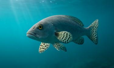 Дикие рыбы различают дайверов по внешним признакам — Biology Letters