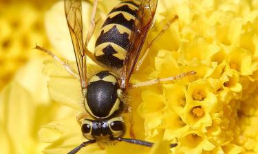 Оса на могиле и другие знаки судьбы: последняя возлюбленная Евгения Осина рассказала о мистической связи с певцом