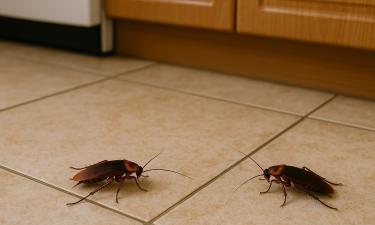 Чистая кухня не гарант спасения: вот где на самом деле размножаются тараканы