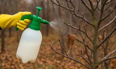 Фосфорно-калийные подкормки и обрезка осенью помогают зимовке сада