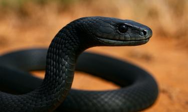 Змеи используют несколько типов движения, включая планирование и сайдвиндинг — Popsci