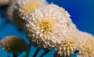 Рэйф Файнс назвал Веру Глаголеву великой актрисой