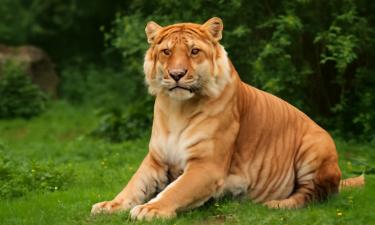 Полулев, полутигр — загадка природы или каприз человека: история гибридов, которых не должно быть
