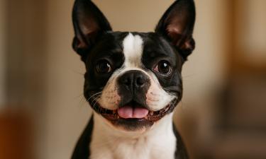 Собаки осознательно вводят человека в заблуждение — ученые из Цюриха