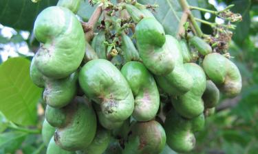 Удивительное дерево в Бразилии: как один кешью захватил почти футбольное поле